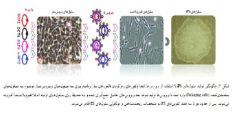 سلول های بنیادی پرتوان القایی از تولید تا کاربرد