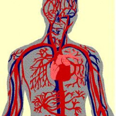 دانلود طرح جابر از موضوع دستگاه گردش خون(قلب)