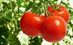 پروژه بررسی علمی روند تولید و کشت گوجه فرنگی   63 ص