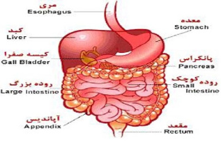 پاورپوینت دستگاه گوارش