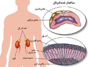 پاورپوینت کامل و جامع با عنوان غدد درون ریز بدن و هورمون های مترشحه از آنها در 68 اسلاید