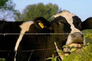 دانلود جزوه بیماری تب شیر Milk fever دامپزشکی