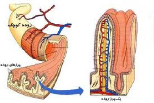 دانلود مقاله بیوشیمی گوارش و جذب
