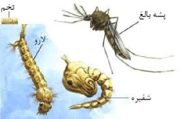 مقاله ای کامل در مورد پشه ها و انواع آنها