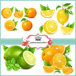 وکتور لیموشیرین-لیمو ترش-پرتقال و نارنگی