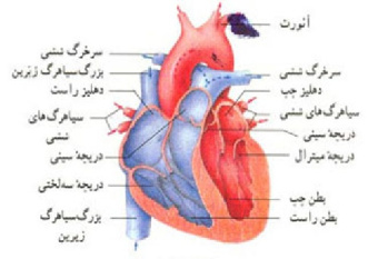 مقاله ای کامل در مورد دستگاه گردش خون