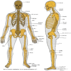 پاورپوینت کامل و جامع با عنوان استخوان بندی و اسکلت بدن انسان در 108 اسلاید