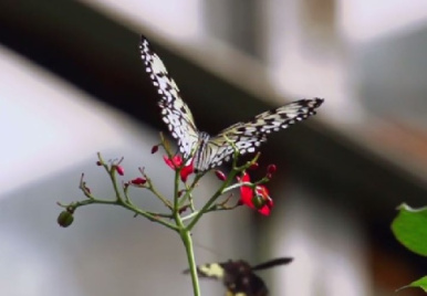 فوتیج اسلوموشن پرواز پروانه در طبیعت