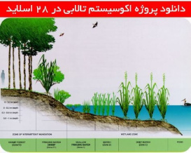 دانلود پروژه اکوسیستم تالابی